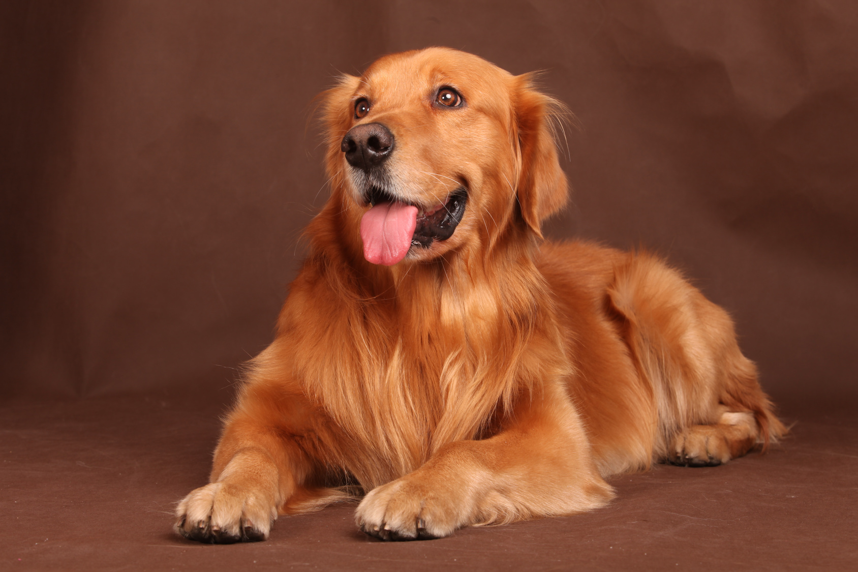 Golden Retriever dog